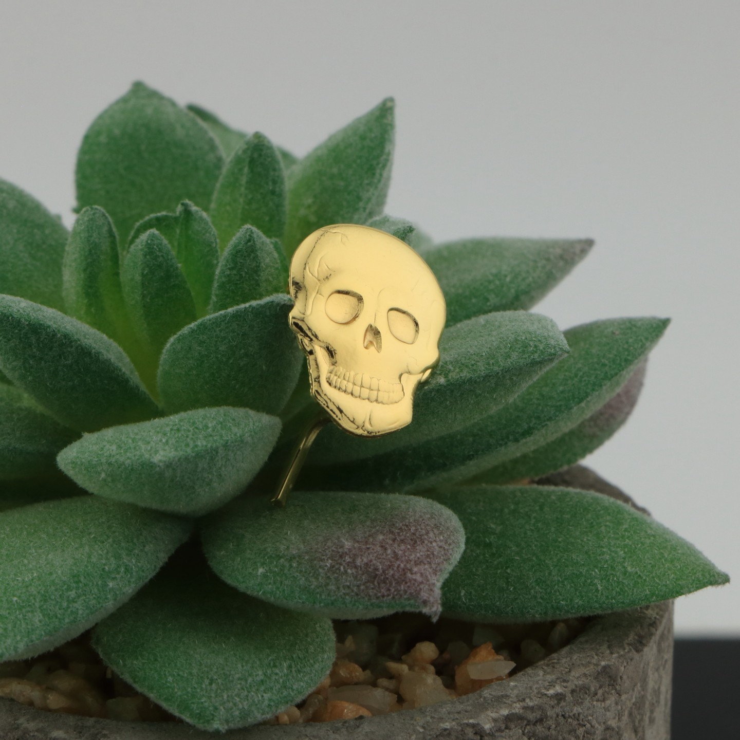 T&ecirc;te de Mort : Symbole de choix et de renouveau