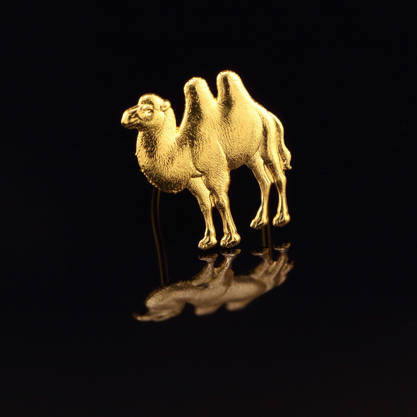 Chameau : Symbole d&rsquo;ind&eacute;pendance ou de complicit&eacute;