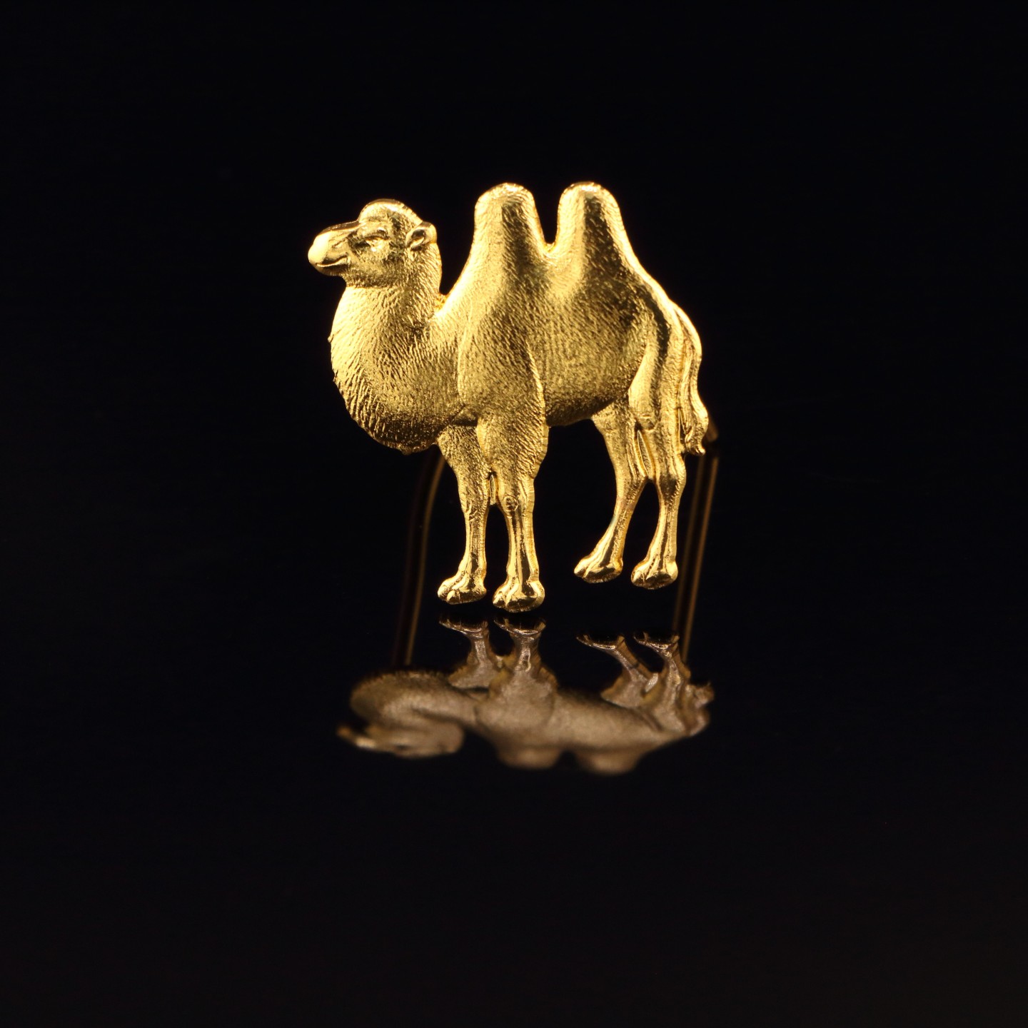 Chameau : Symbole d&rsquo;ind&eacute;pendance ou de complicit&eacute;