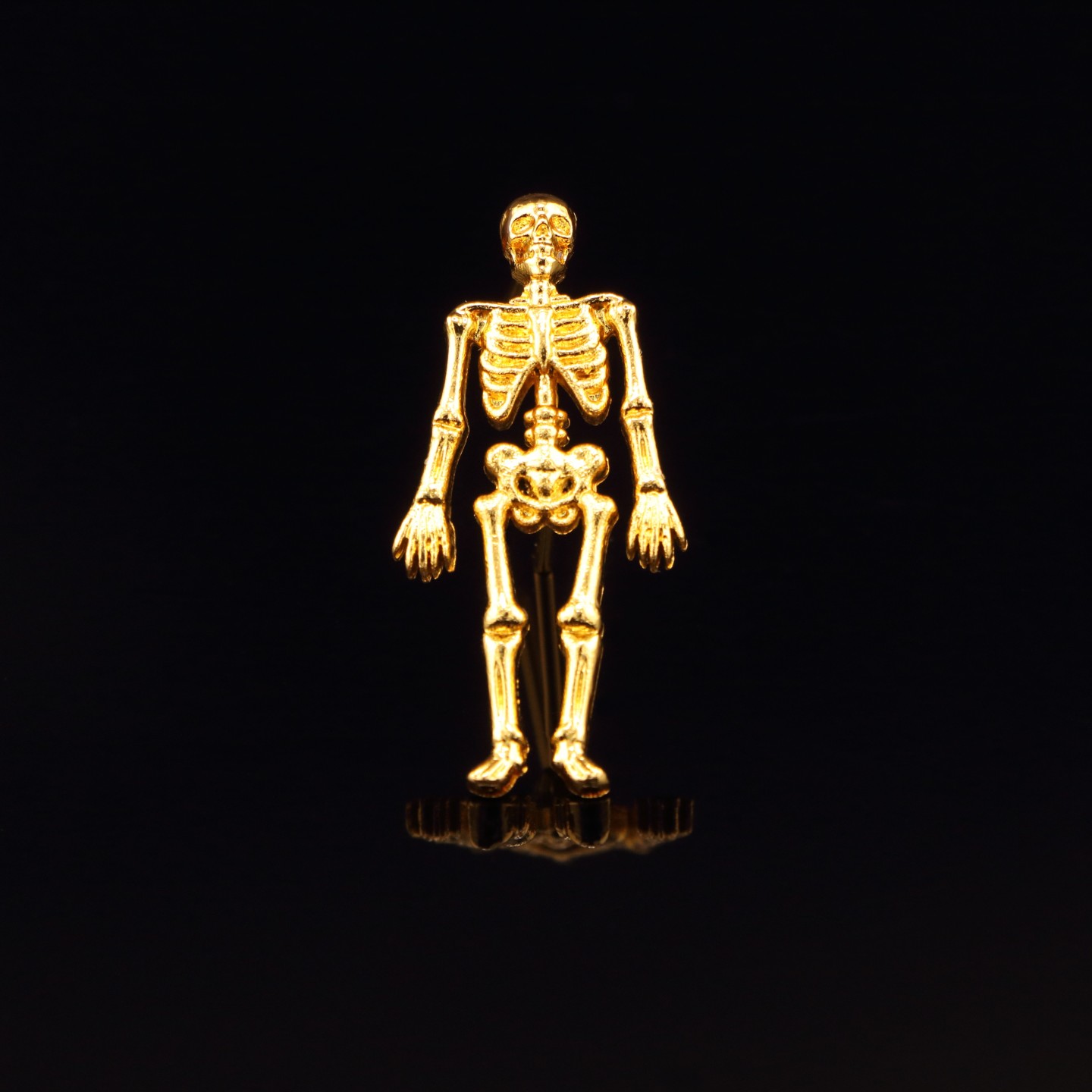 Squelette, amour de l&rsquo;anatomie